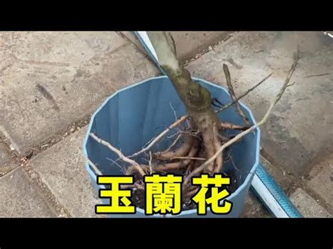 玉蘭花擋煞